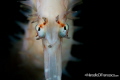   CONTACT EYEAmbon IndonesiaCanon 500D NImar HousingCanon 60mm inon Z240F14 1250 iso 100 1/250 250  